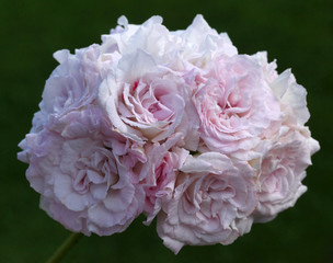 Light pink and white Rosebud Pelargonium - Geranium flower with green leaves in the patio garden