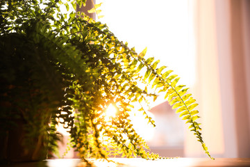 Obraz premium Fern plant on table at home, closeup