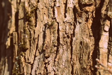 Old tree bark texture close up. Natural background retro style toned