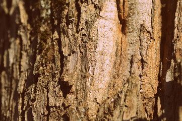 Old tree bark texture close up. Natural background retro style toned