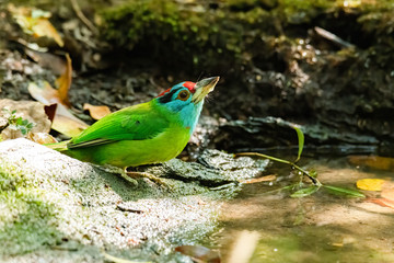 Blue-throated Barbet perching near small pond to quench the thirst