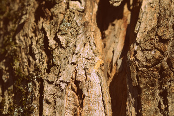Old tree bark texture close up. Natural background retro style toned