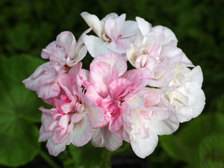 Pink and White Pelargonium - Geranium flower on the patio garden