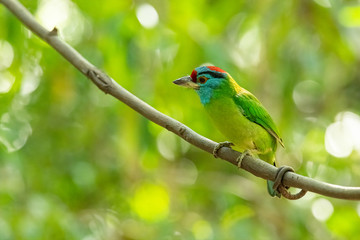 Blue-throated Barbet perching on liana with blur tree background