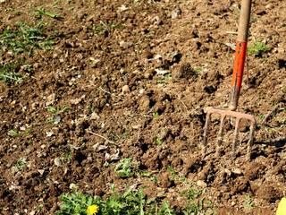 Red rakes in the spring garden
