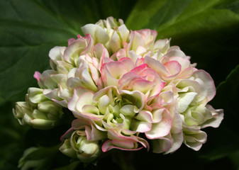Light pinkand white Rosebud Pelargonium - Geranium flower with green leaves in the patio garden