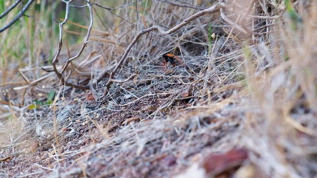Spider wasp scouts open dry location before dragging prey through the area