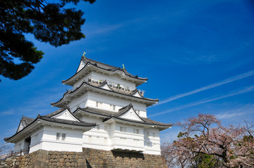 Fototapeta premium 小田原城 桜 城 観光 春 