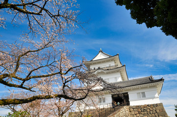 小田原城　桜　城　観光　春　