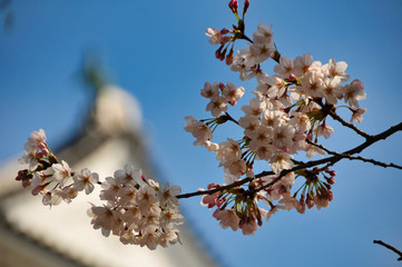 小田原城　桜　城　観光　春　