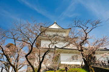 Naklejka premium 小田原城 桜 城 観光 春 