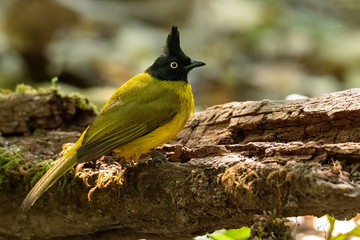 Black-crested Bulbul perching on rotten tree trunk