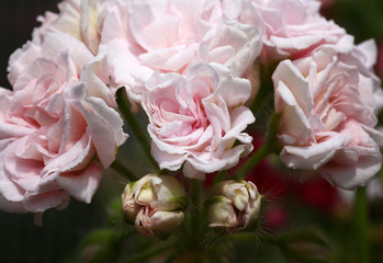Pink and white Rosebud Pelargonium - Geranium flower with green leaves in the patio garden