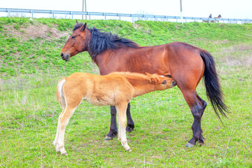 mare breastfeeding a young stallion