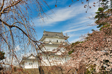 Fototapeta premium 小田原城 桜 城 観光 春 