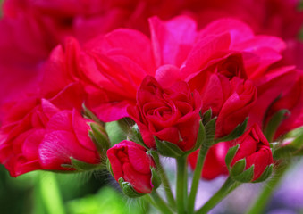 Bright pink Rosebud Pelargonium - Geranium flower with green leaves in the patio garden