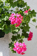 Pink  Pelargonium pelatatum- Geranium flower with green leaves in the patio garden
