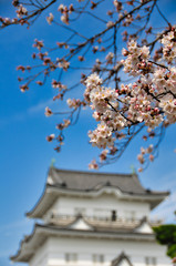 小田原城　桜　城　観光　春　