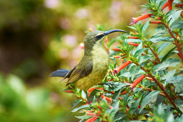 Purple Sunbird - Cinnyris asiaticus