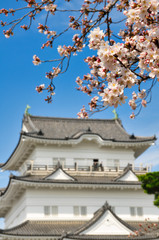 Fototapeta premium 小田原城 桜 城 観光 春 