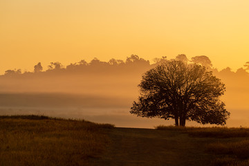 Silhouette of Aporosa villosa tree on a grassland during  amber golden hour sunrise with clear sky, mist and hills in background
