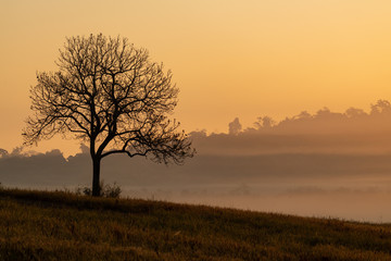Plakat Silhouette of Aporosa villosa tree on a grassland during amber golden hour sunrise with clear sky, mist and hills in background