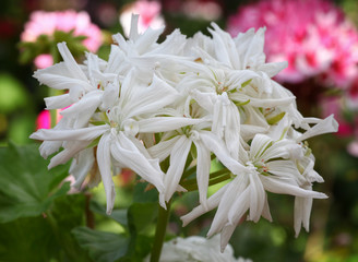 White Pelargonium - Geranium flowers on the patio garden
