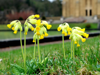 Yellow primroses flower