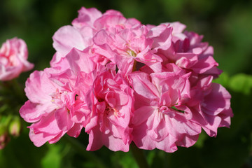 Obraz premium Pink Pelargonium - Geranium flower on the patio garden