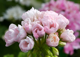 Pink and White Tulip Pelargonium - Geranium flower on the patio garden