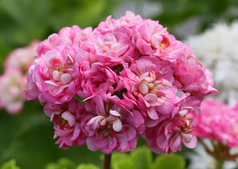 Pink and White Rosebud Pelargonium - Geranium flowers on the patio garden