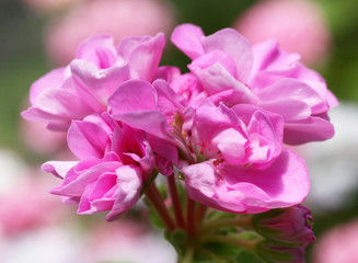 Light Pink Pelargonium - Geranium flowers on the patio garden
