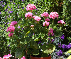 Fototapeta na wymiar Light Pink Pelargonium - Geranium flowers on the patio garden