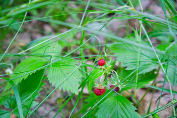Red wild strawberry in the grass