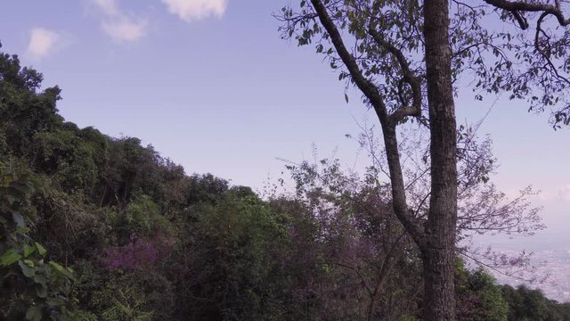 View of Doi Chang Khian, Chiang Mai, Thailand with beautiful pink cherry blossoms