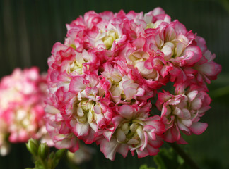 Pink and White Rosebud Pelargonium - Geranium flowers on the patio garden