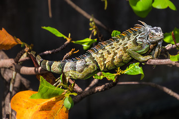 Grüner Leguan in der Karibik Martinique