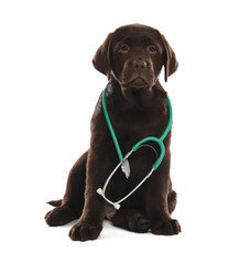 Cute Labrador dog with stethoscope as veterinarian on white background