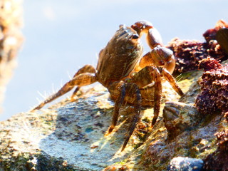 crab on the beach