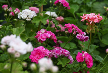 Light Pink Pelargonium - Geranium flowers on the patio garden
