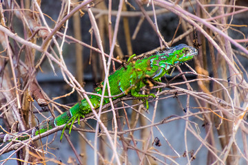 Grüner Leguan im Busch / Martinique