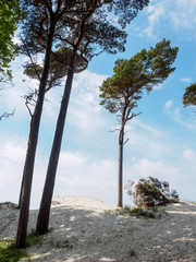 Bäume am Weststrand auf dem Darß, Ostsee