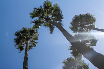 Palmier haut dans le ciel bleu