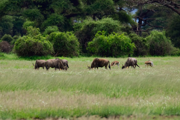 Gnu im Nationalpark Tsavo Ost, Tsavo West und Amboseli in Kenia