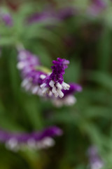 Fototapeta premium Salvia leucanthain a garden in Madrid