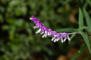 Salvia leucanthain a garden in Madrid