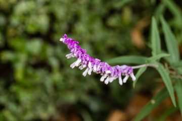 Obraz premium Salvia leucanthain a garden in Madrid