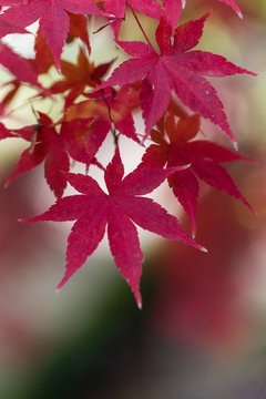 Acer Palmatum leaves in a garden