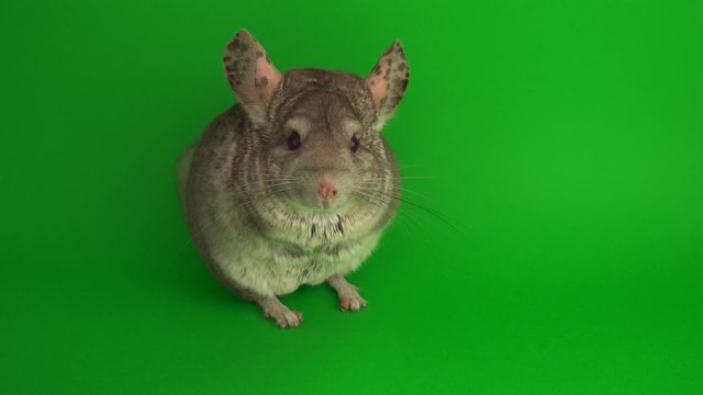 Gray chinchilla on a green background screen.