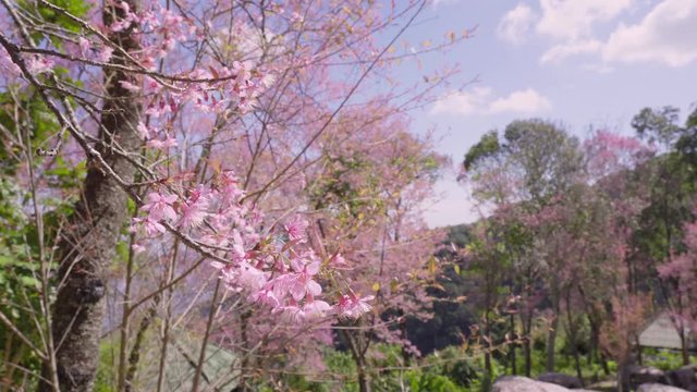 Phaya Sua flower or cherry blossoms in Thailand